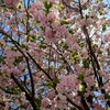 散る桜、咲く桜✿