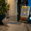 近隣繁華街のねこさん