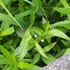 タカサブロウ（旱蓮草）・養肝益腎、烏髪固歯