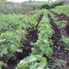 今週の野菜