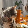 今週は全部出社！！(;´д｀)