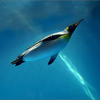 じじぃの「エネルギー効率のよい速度で泳ぐ・一番速いのはサメ！ペンギン物理のはなし」