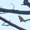 ミナミコウライウグイス Slender-billed Oriole