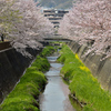 これが今年最後の桜写真になるかもしれない。