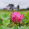 咲き始めたハスの花：上市