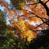天空の紅葉、小豆島寒霞渓ーその①