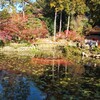 大原野神社、紅葉とモネの池