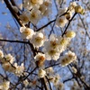 Int'l Conference iPoPS2016 @TUS (Noda) in this plum-blossom season