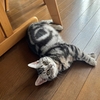 猫、外に連れ出される