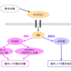 筋トレ後のタンパク質摂取に炭水化物（糖質）は必要ない？