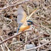 【野鳥撮影】4Kプリ連写でカワセミを