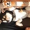 可愛いコタツ大好き犬。でも低温火傷には注意！