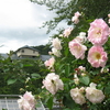 岩手県　花巻温泉 ② バラ園へ