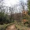 狭山緑地_カタクリまだでした・・（東京都東大和市）