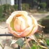 バラの花の蕾