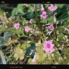 Photo No.1987 / いろいろ限界が近い…