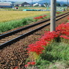 彼岸花の咲く風景その１