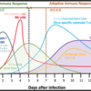 細胞性免疫で負けたせいで液性免疫が盛大に発動