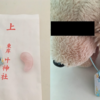 ママ犬も迷走