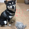 生後268日目 お客さんを迎える柴犬