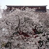 伐られた桜の木