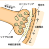 じじぃの「脳科学・体の制御・脳は体の司令塔！面白い雑学」