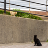 隣県西部離島のねこさん