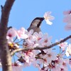 桜ニュウナイスズメ