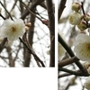 フォト日和 更新