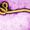 【衝撃の真実】エボラウイルス報道の裏に恐怖の陰謀が！？！？