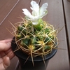 ギムノ　白花ひらく