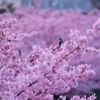 2025 京都 淀 河津桜 5  早朝編