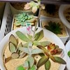 🌵多肉植物 ラッキーガールのお花🏵️他🌵