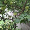 ６８８．梅の収穫と庭木の剪定