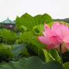上野公園　蓮の花と紫陽花の開花状況｜2024年6月26日（東京都台東区）