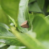植物や外灯に来る茶色い蛾みたいな虫の正体は？チュウゴクアミガサハゴロモ