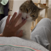 ゴロゴロするきなこもち特集73
