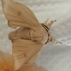 雑種カイコが成虫になりました