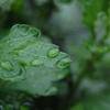 にっき：地蔵盆、雨、イスラーム概説