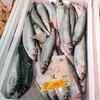 天然鯛