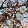 【お花見】代々木公園のお花見は危険だ！不安になる忘れ物