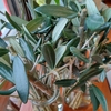 olive挿木