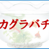 "ネタバレ"オススメ漫画『カグラバチ』のご紹介と最新"4巻"の感想