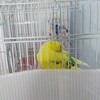 インコの寝方って可愛い