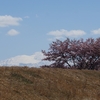 手取川「白山・早咲き桜」（前編）