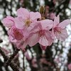 寄り道👣　梅から桜へ🌸ワクワクの春はすぐそこに🎵