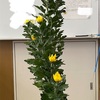 菊の生花