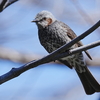 ソニーに思う事＆公園の野鳥達。