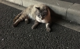 記事を見る