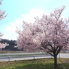 信州伊那市の桜風景①